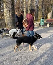 A-Z-Hundetraining Bild 2