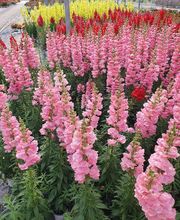 Hanriot Fleurs image 5