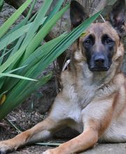 KYNOS - JORIS LOEFF Éducateur comportementaliste canin image 5