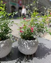 petite fleur gmbh Bild 3