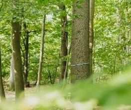 FriedWald Elm Bild 2