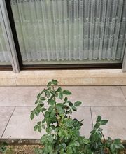 Ducret paysagiste Bild 8