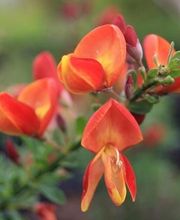 Pépinières Hortulus image 3