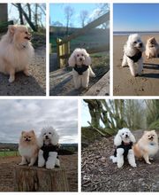 Artist'O Chien image 5