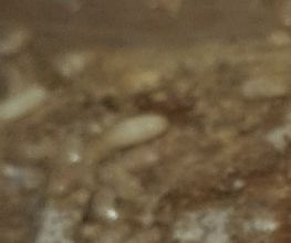 Stop Insecte image 4