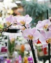 Villaverde Dijon image 6