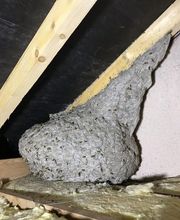 Allô Guêpes 57 image 7