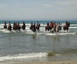 Equitation Passion image 10