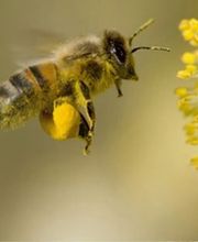 Apiz Apiculture Kingersheim image 6