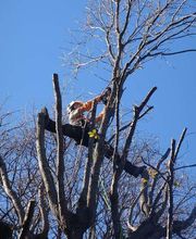 Alp'azur Elagage image 16