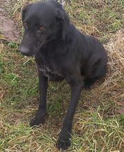 Second Hand Hunde in Not Bild 2