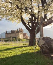 Cave du Clos Aimond Sàrl Bild 12