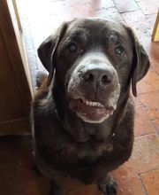 Patchou et Compagnie image 9