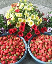 Du Potager Fleuri GAEC image 13