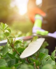 Andys Gartenpflege Inh. Andreas Schieferdecker Bild 1