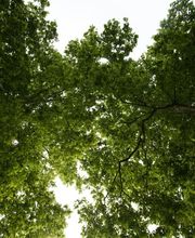 Les Artisans de L'Arbre Sarl Bild 5