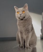 Maggy's Mobiler Katzenservice Unna Bild 10