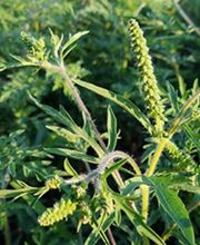 Invaphyt GmbH Bild 6