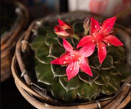 Blumensaison Bild 11