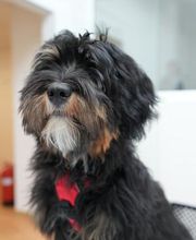 Unser Agenturhund Toni Scheffler aus Mainz