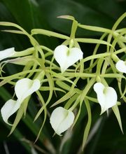 Odom's Orchids Inc image 2
