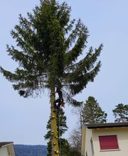 Mammutholzerei GmbH Bild 7