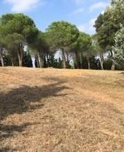 Roussillon Elagage image 2