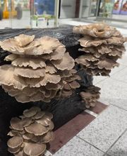 Mascotas gourmet imagen 13