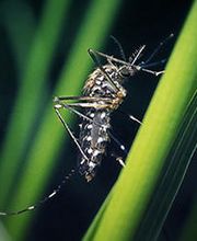 OPC Pest Services - Lexington image 6