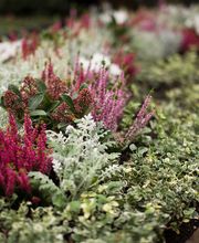 Blumenhaus Wasser Bild 1