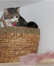 Hotel Stubentiger Bild 3