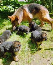 ELEVAGE D'YMAUVILLE image 3