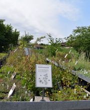 Wildpflanzengärtnerei Flora di Berna Bild 3