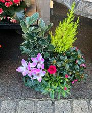 Godan Fleurs image 7
