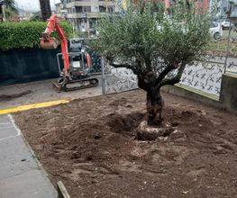 Vivai San Martino Bild 7