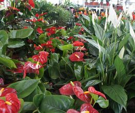 plantas-interior-05-g.jpg