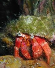 DIVE SECTOR Bild 2