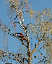 Henzelmann's Baumpflege AG Bild 6