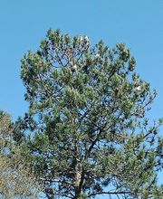 Chass'Eure De Frelons image 10