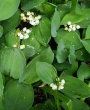 L'Orchidée image 1