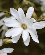 Mint Gardens Bild 11