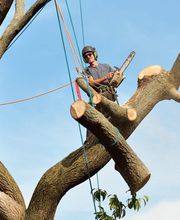 TreeTech TX image 13