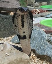 Reptiland image 4