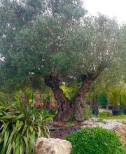 Pépinières Coindet image 1