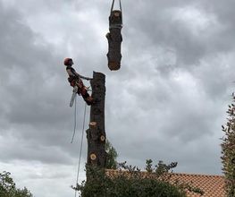 Arbocity image 18