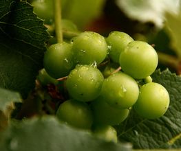 Brunner Weinmanufaktur AG Bild 11