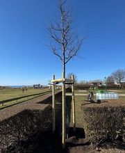 Sund Gartenbau eGbR Bild 8