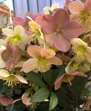 Prévet Paysages image 7