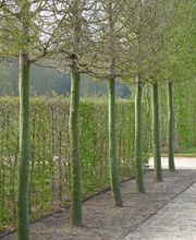 Pascal Olivier Architecte paysagiste conseils Bild 12