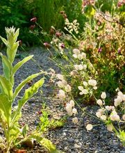 Wildblumendienst Bild 2